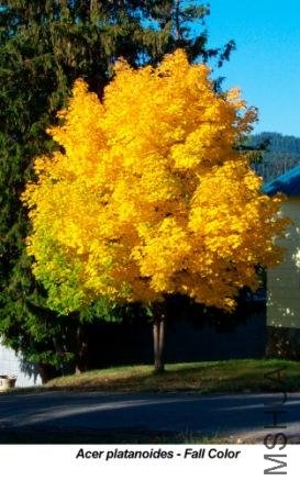 Acer platanoids11.jpg