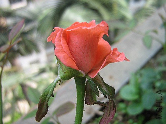 ��Ƭ 001.jpg