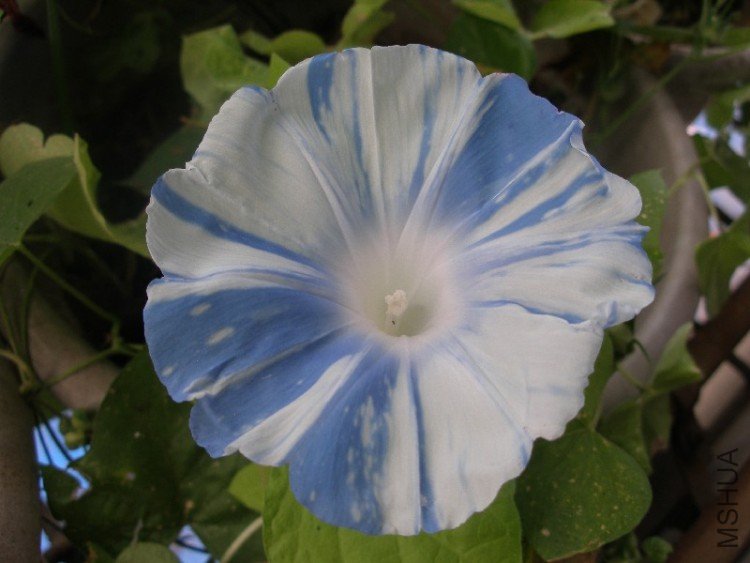 Ϫ��������ֻ��һ�ã����ź���