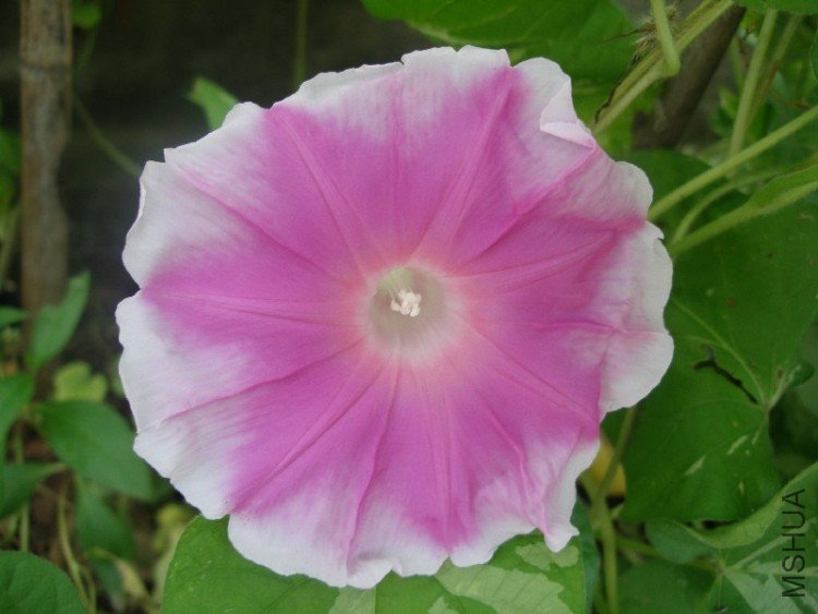 ǳǳ����ɫ�ܿɰ�