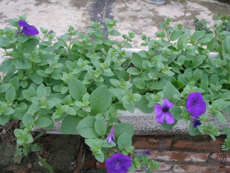 ������ɫ