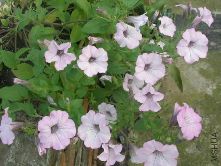 ��ţ  ������