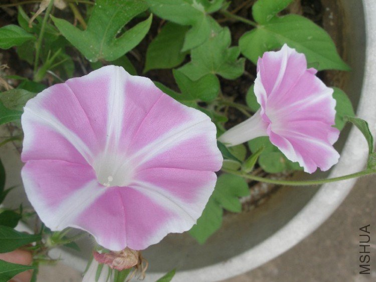   �װ�ϵ��ɴʸ��