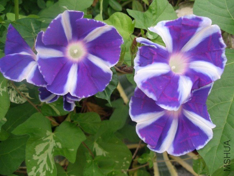 ��ʿ֮��   ������Ƭƫ��ɫ