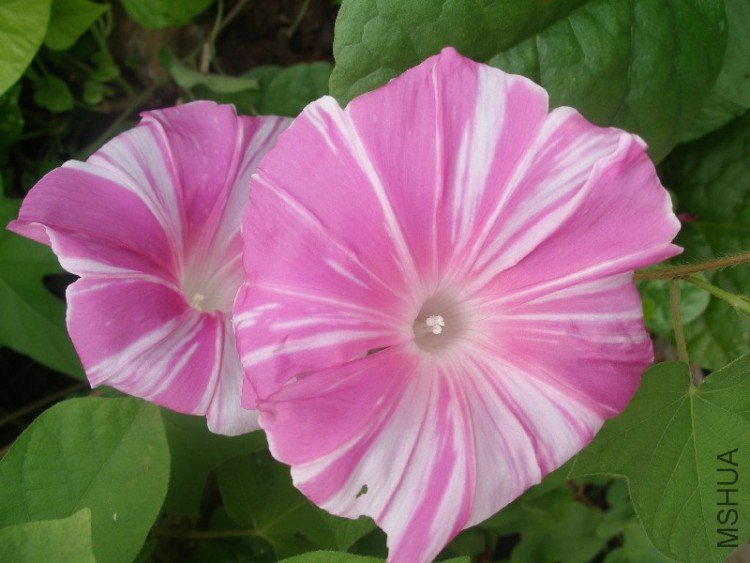 ϲ�������ɫ����ϧû������