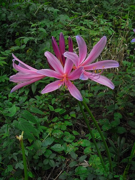 RIMG0080.jpg