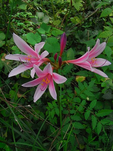 RIMG0079.jpg