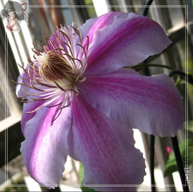 2009-04-29 �����һ������.jpg