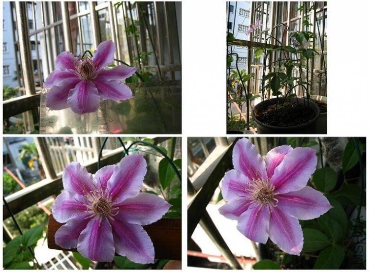 2009-04-28 ����ʢ��.JPG