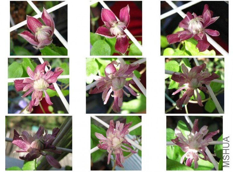 2009-07-15 ����С��.jpg