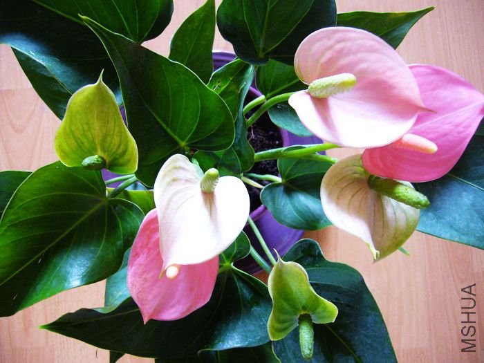 ��ɫ���ƣ��ܾ���