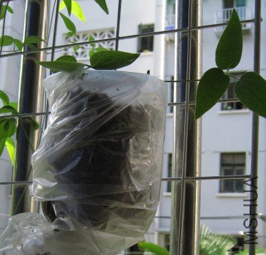 2009-07-11 5��ѹ-Ч��.jpg