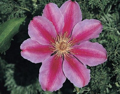 Bees Jubilee-���.jpg