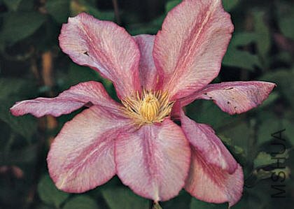 Betty risdon-����.jpg