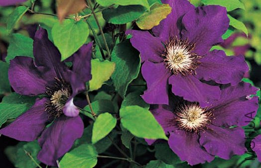 Christian Steven..jpg