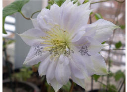 Duchess of edinbergh - ��������������.jpg