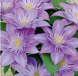 Fairy Blue-����Ů.jpg