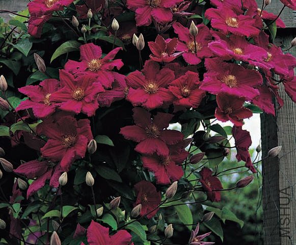 Ernest Markham-��������.jpg