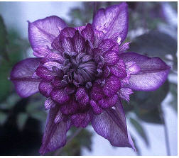 Florida Cassis--����˹.jpg