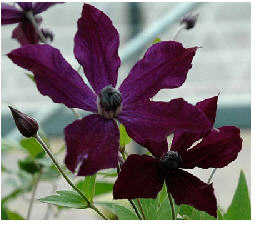 Integrifolia Victor Hugo.jpg