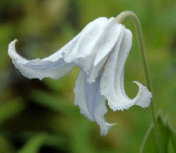 Integriforia Alba.jpg