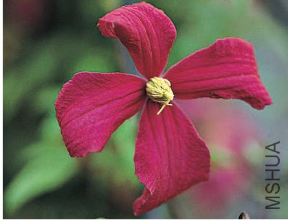 Madame Julia Correvon-������(�໨��).jpg