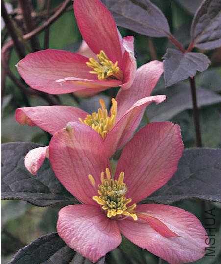 Montana tetrarose-��õ��.jpg