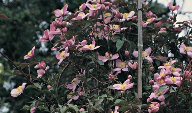 Montana ��Vera��.jpg