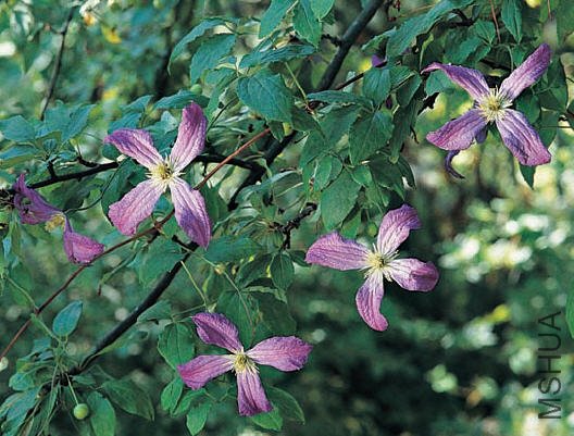 Mrs. T. Lundell�� С��.jpg