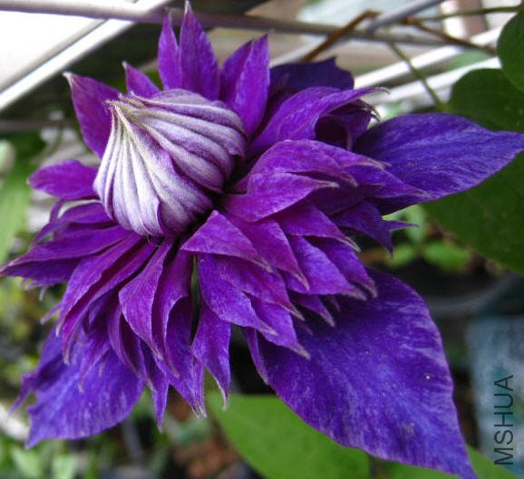 Multi Blue-����.jpg