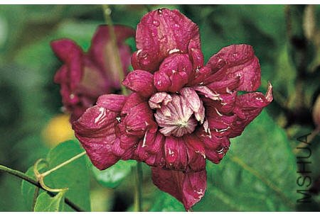 Purpurea Plena Elegans-������.jpg