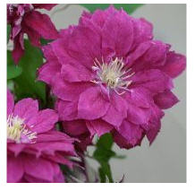 Red star-����.jpg