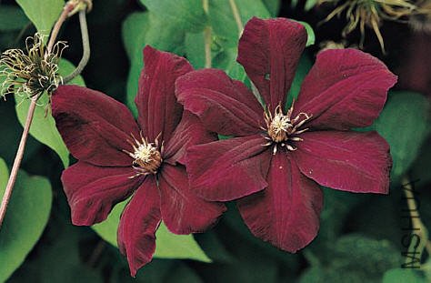 Rouge Cardinal-��������.jpg