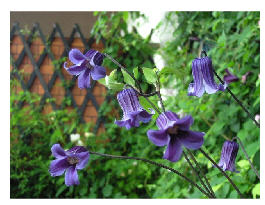 Rooguchi-������(Integrifolia Rouguchi).jpg