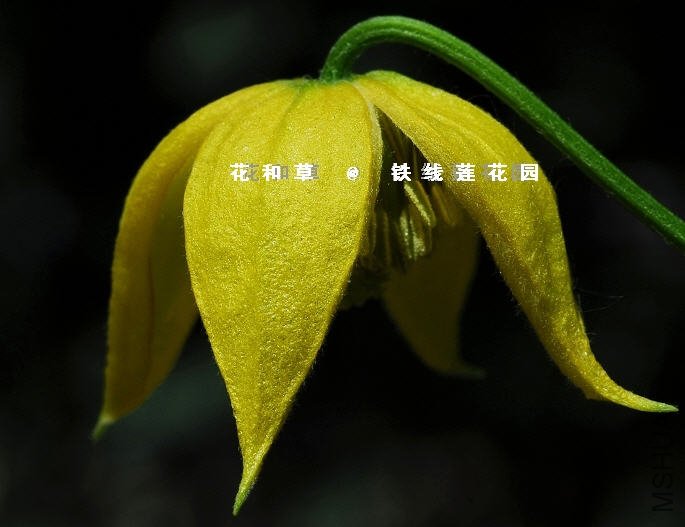 Tangutica botanische Art-����С��.jpg