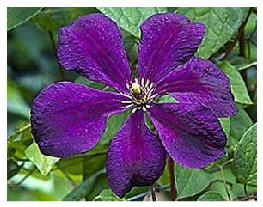 Viticella Negritianka.jpg