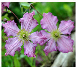 Viticella Tentel.jpg