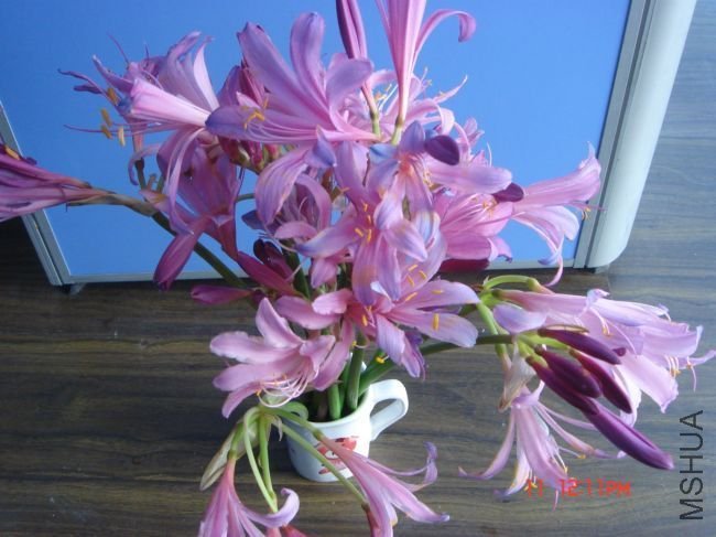 DSC00003.JPG