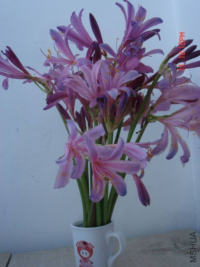 DSC00010.JPG