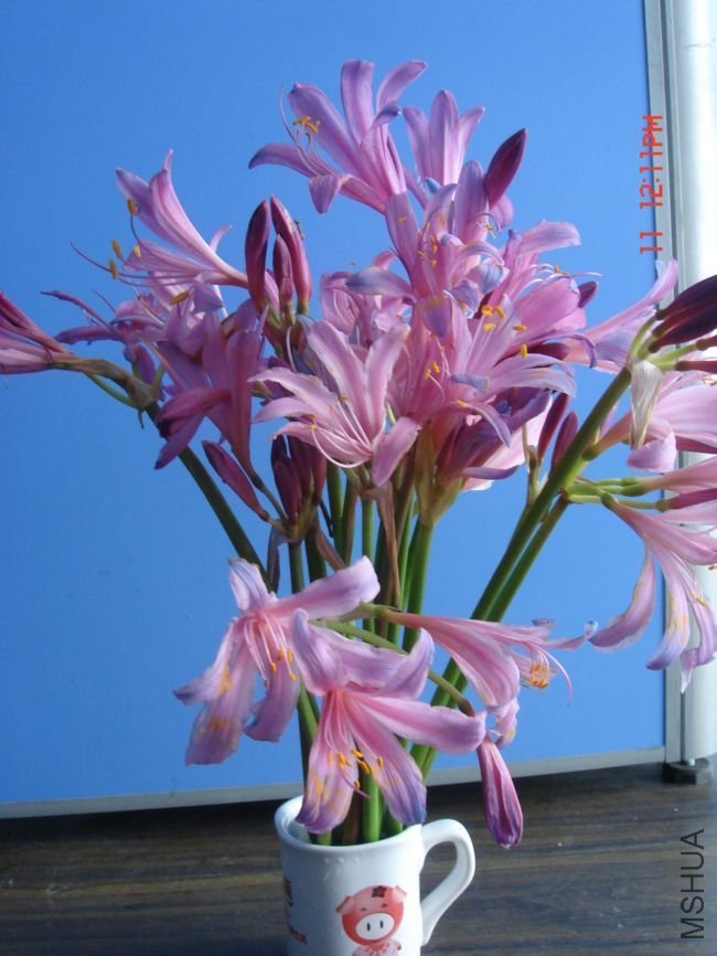 DSC00008.JPG