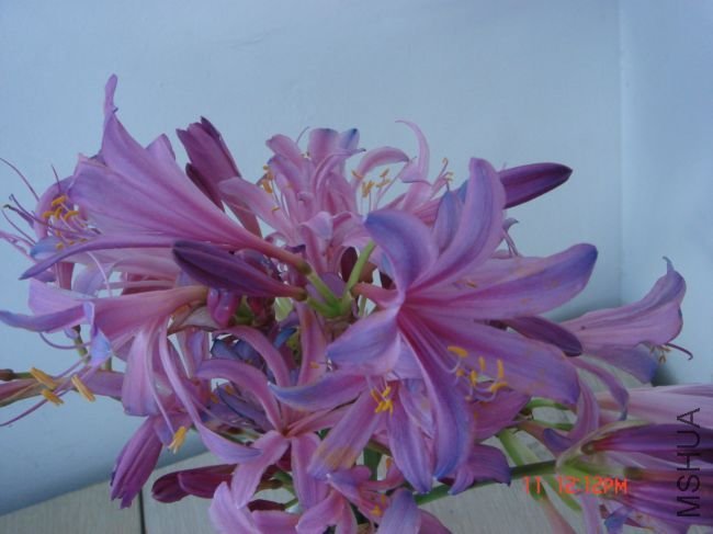 DSC00011.JPG