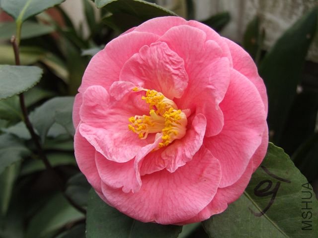 DSCF3835.jpg