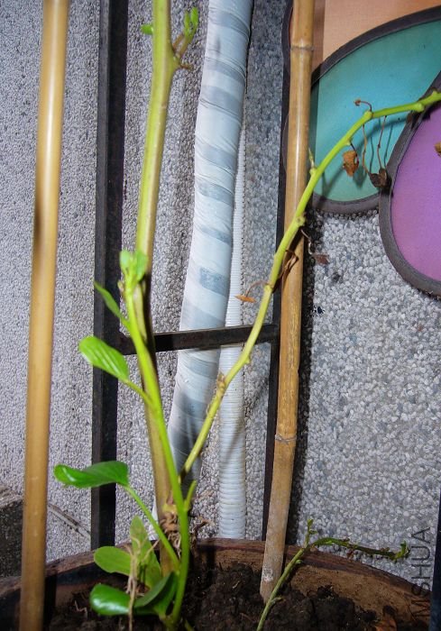 ��˳��֦������ѿ������