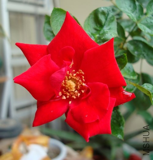 DSC03385.jpg