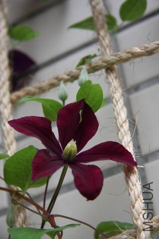 ������С 0812-4.jpg