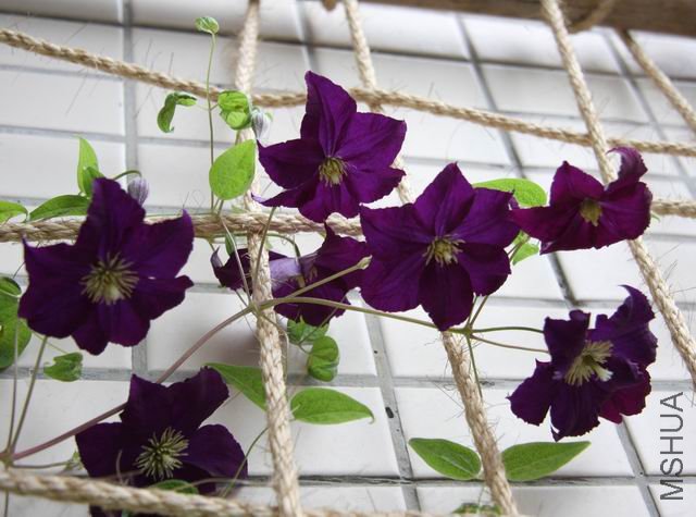 ������С 0812-9.jpg