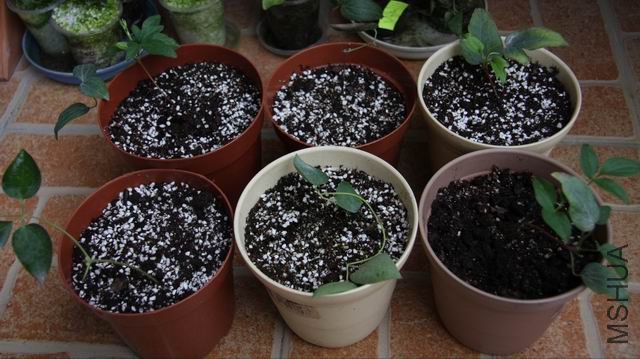 ������С ��Ƭ 029.jpg