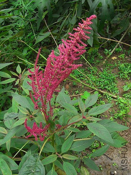 RIMG0093.jpg