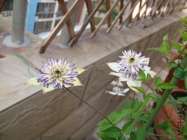 DSC00695.JPG