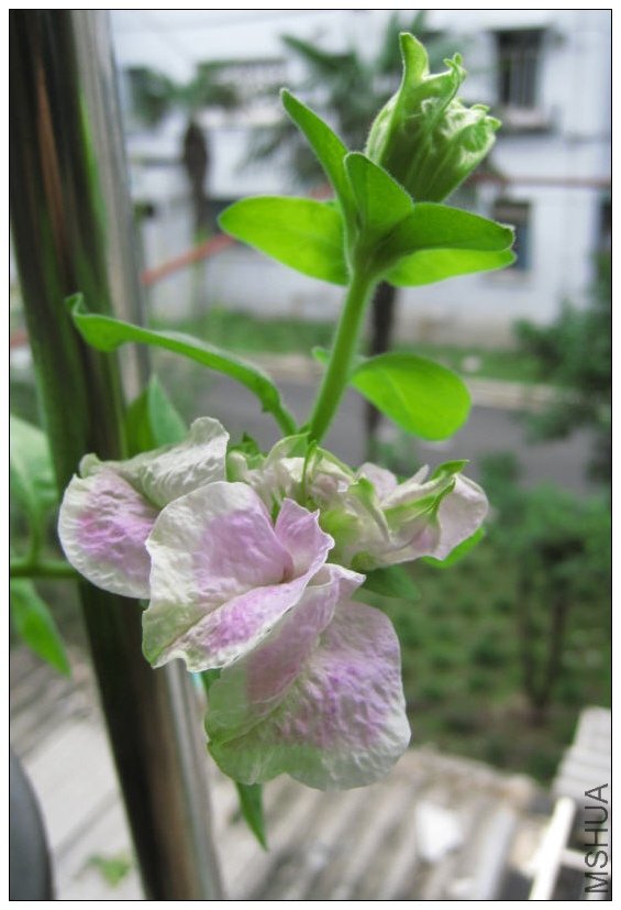 2009-08-14 ���ֵ�����������-do.jpg